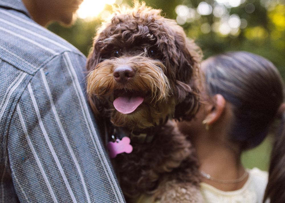 A fluffy brown Labradoodle with tongue out wearing a pink tag, held between two people outdoors.