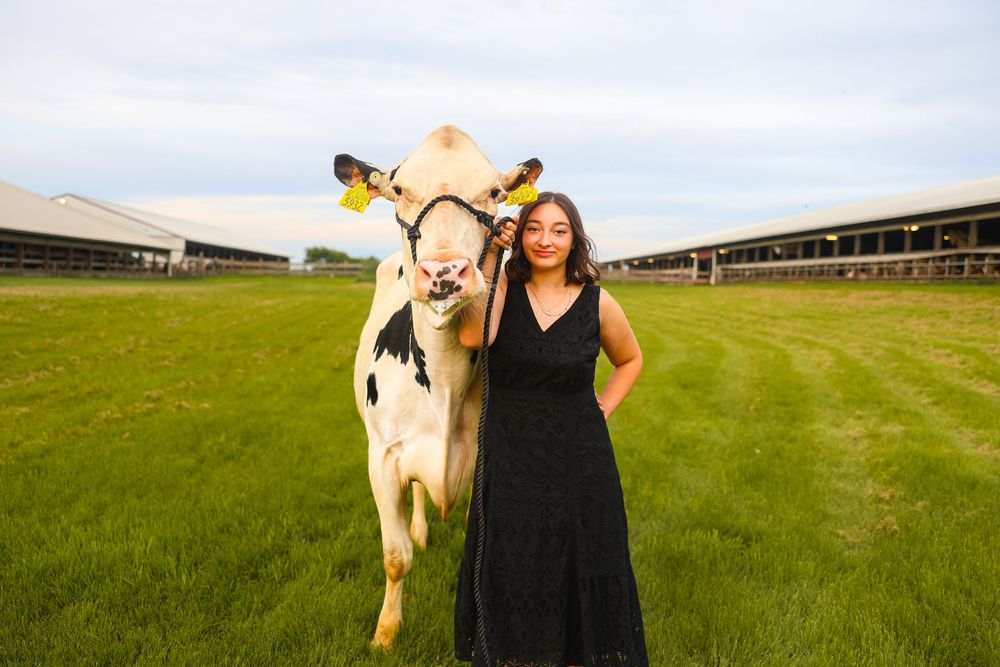 Senior photo session with dairy heifer cow for FFA based senior photos in Amery, Wisconsin.