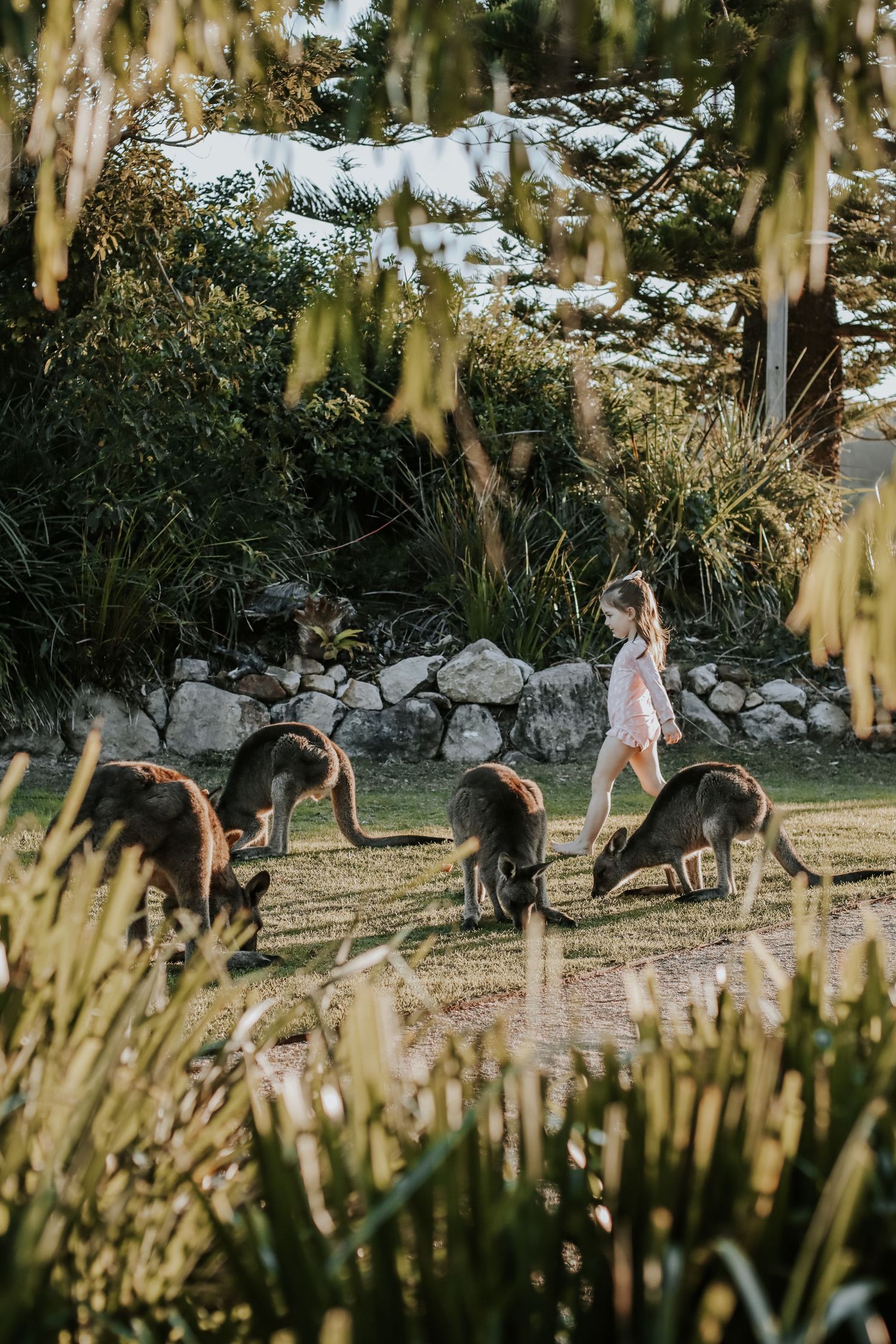 A young girl walks among grazing kangaroos in a lush Australian garden with stone walls and native trees.