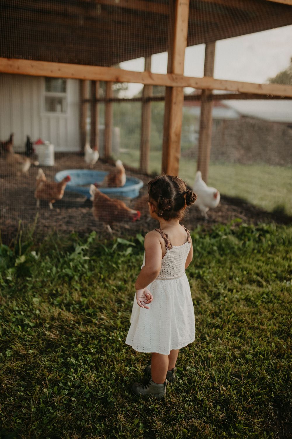 A sequence of playful moments captured on a grassy area near a rustic barn structure in warm evening light.