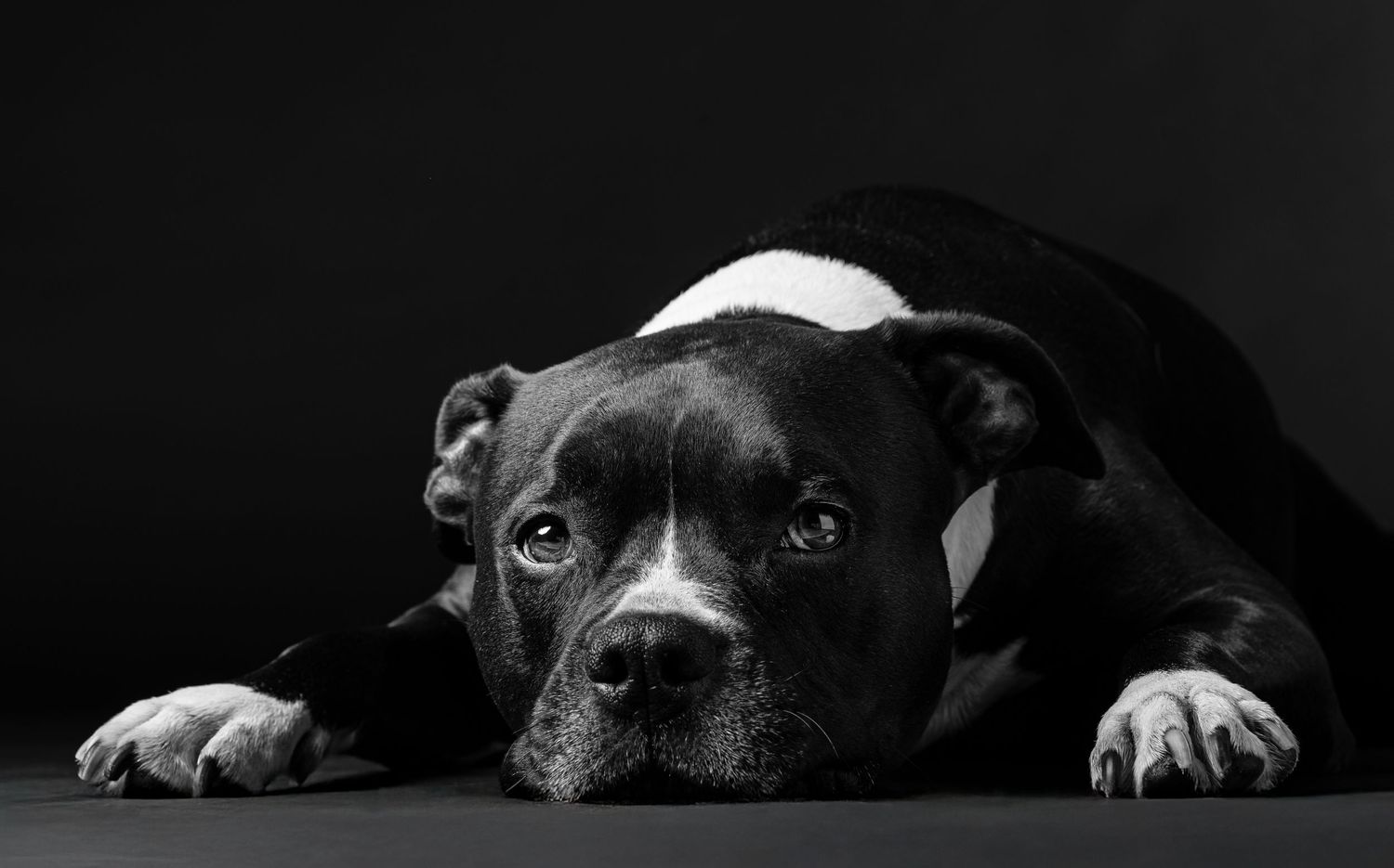 A black dog rests with its head down while looking up with soulful eyes against a dark background.