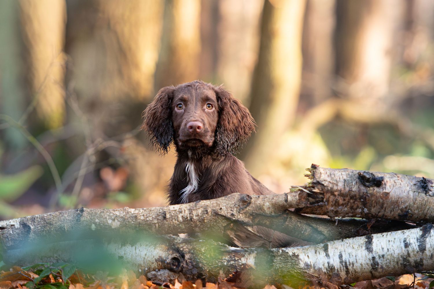 A brown and white spaniel dog explores a forest floor covered in vibrant autumn leaves during golden hour.