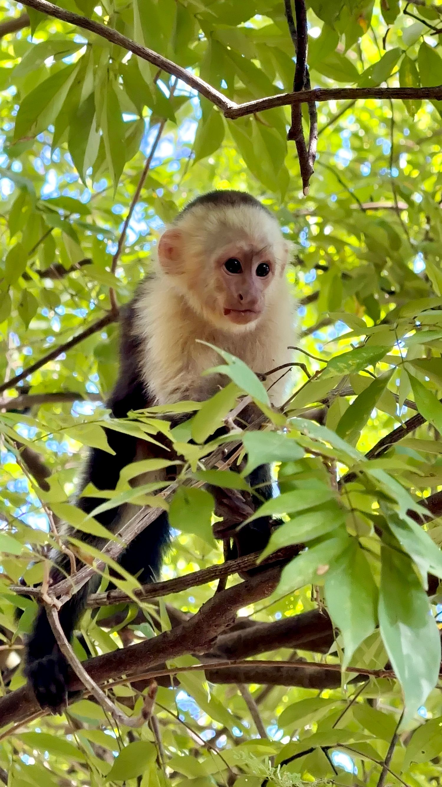 White-faced capuchin monkey perched on tree branches surrounded by lush green tropical leaves.