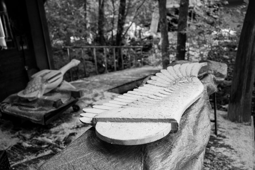 Black and white photographs of birds and bird feathers arranged in a horizontal collage.