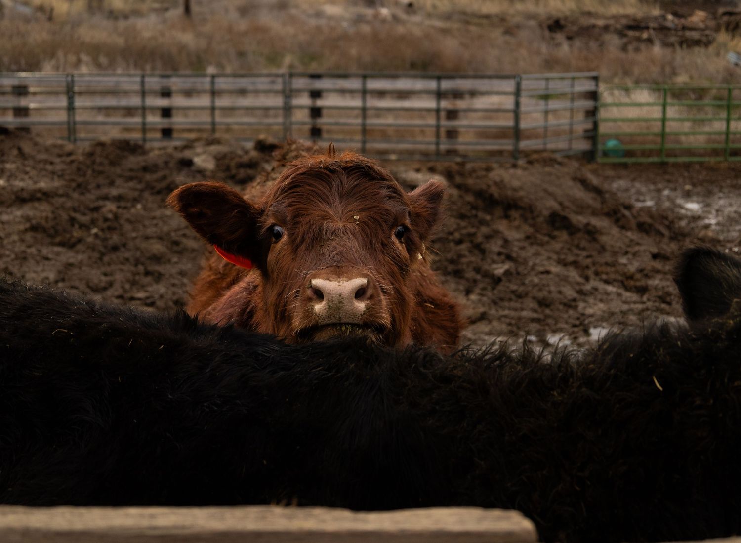 A brown cow peeks over a black cow in a muddy farm enclosure with fencing visible in the background.