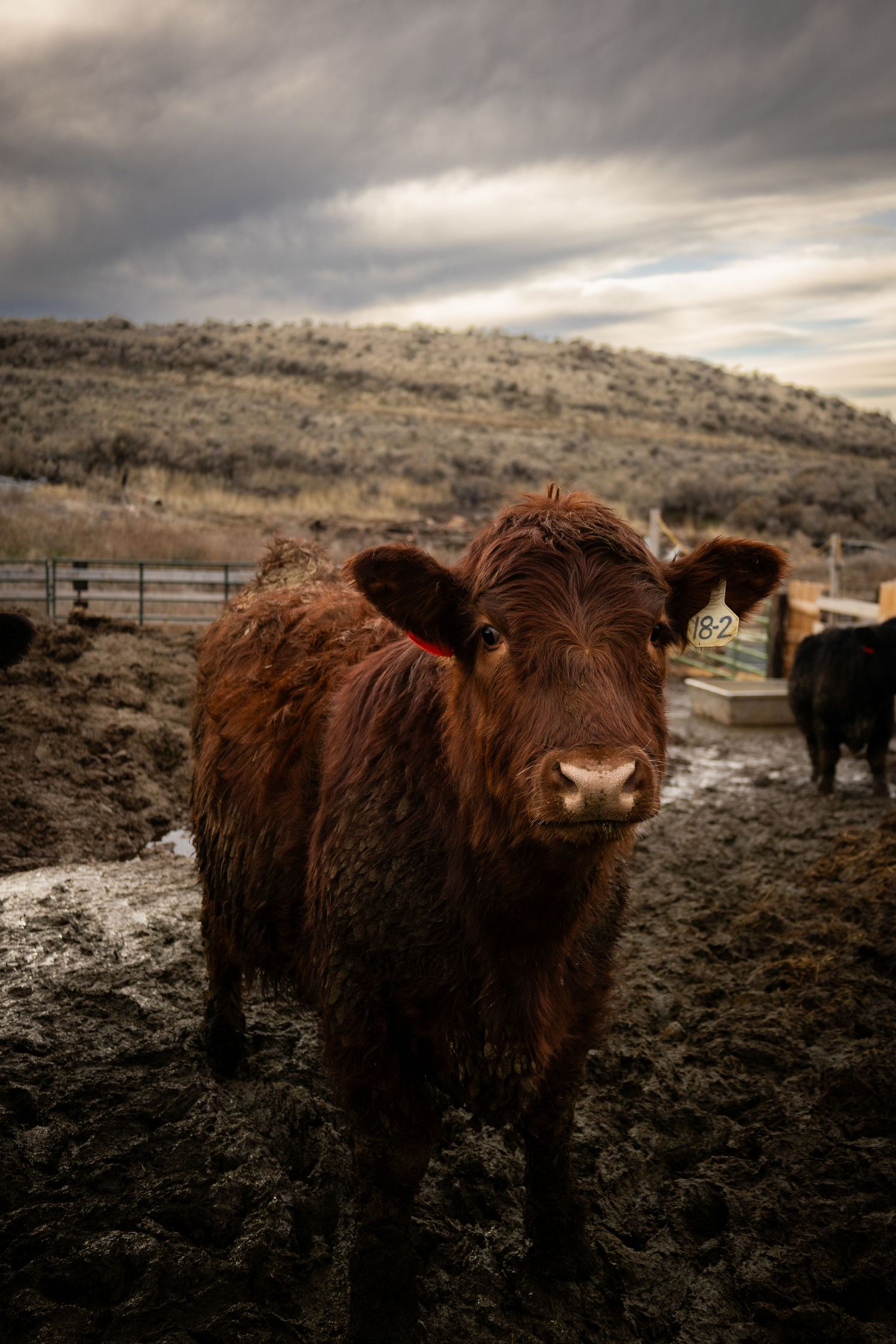 A brown fluffy cow stands in a muddy field against dramatic stormy skies and rolling hills in the background.