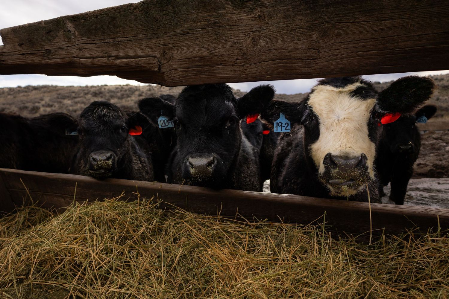 Black and white cows resting in a barn with hay scattered around on wooden floorboards.
