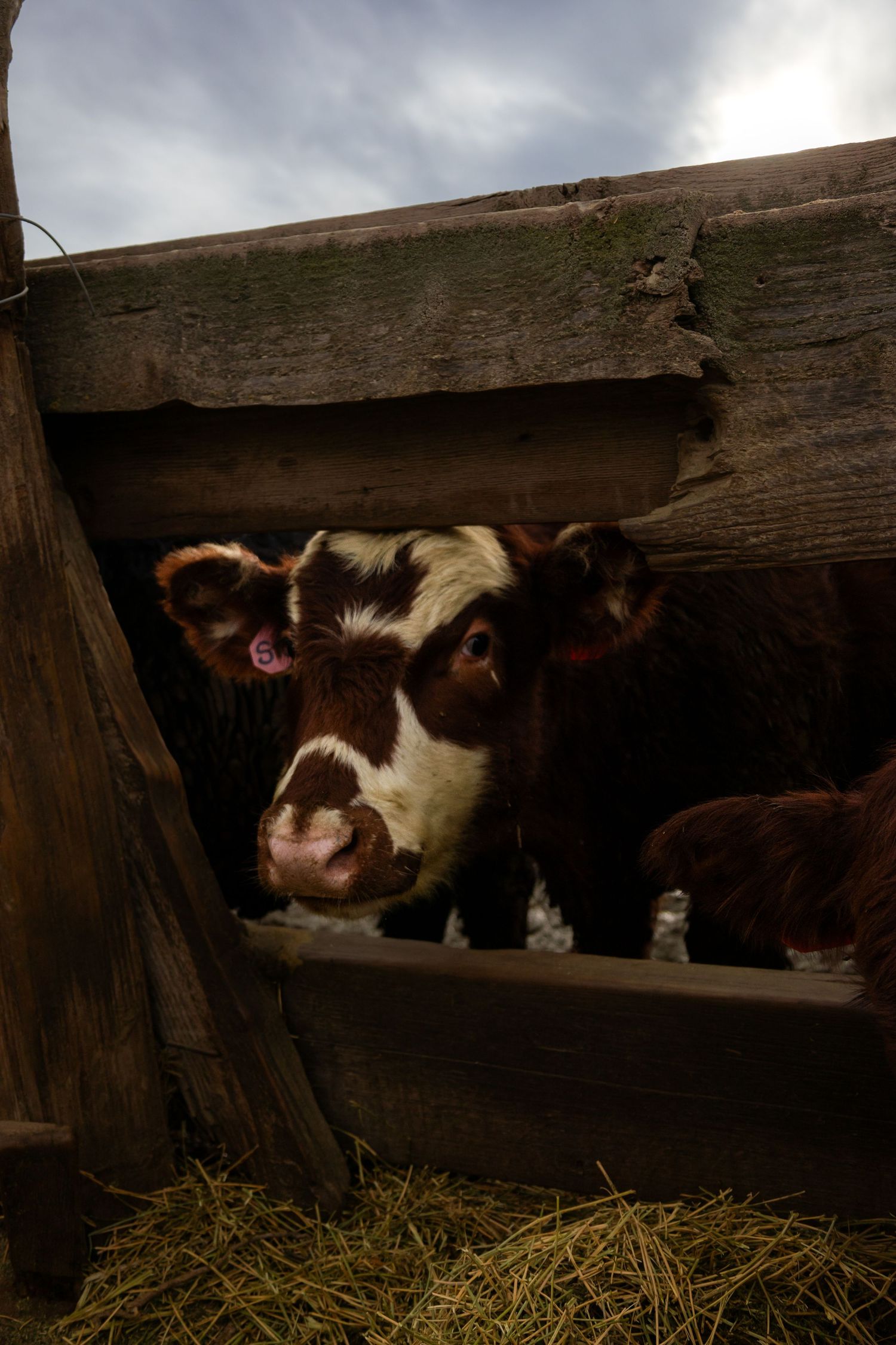 Three pigs peek through wooden slats of a barn wall while resting on fresh hay.