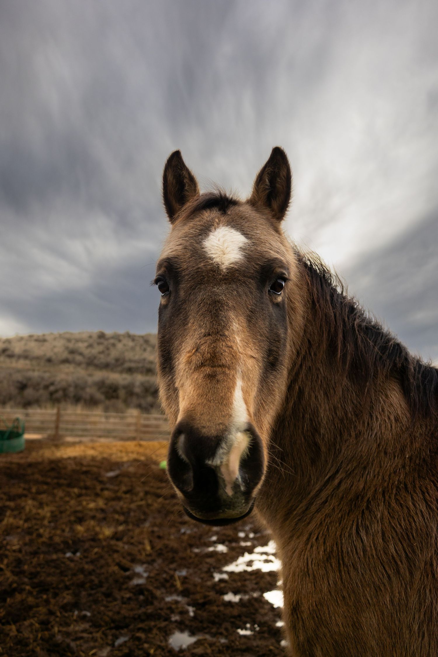 A sequence of close-up portraits of a brown horse with windswept mane against a moody sky and rugged landscape.