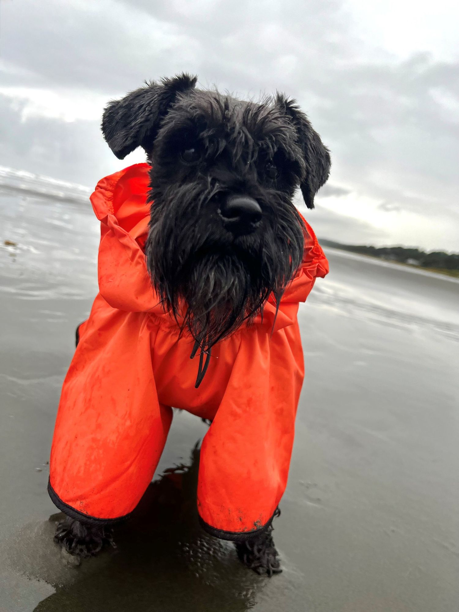 A small black dog wearing a bright orange raincoat stands on a cloudy beach near the ocean.