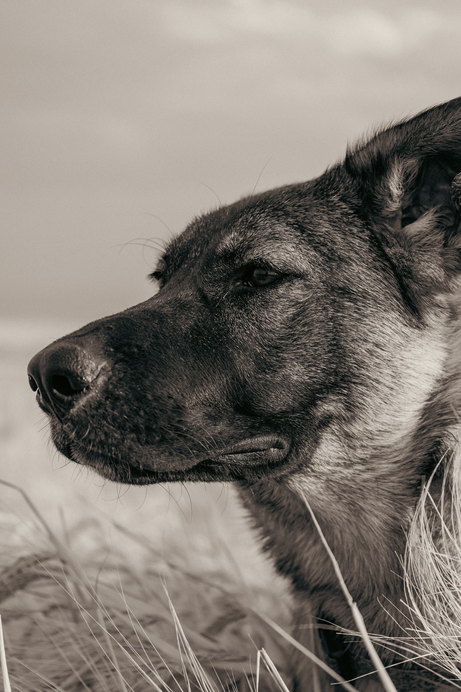 A black and white panoramic sequence showing the profile of a wolf's head with grey fur against a cloudy sky.