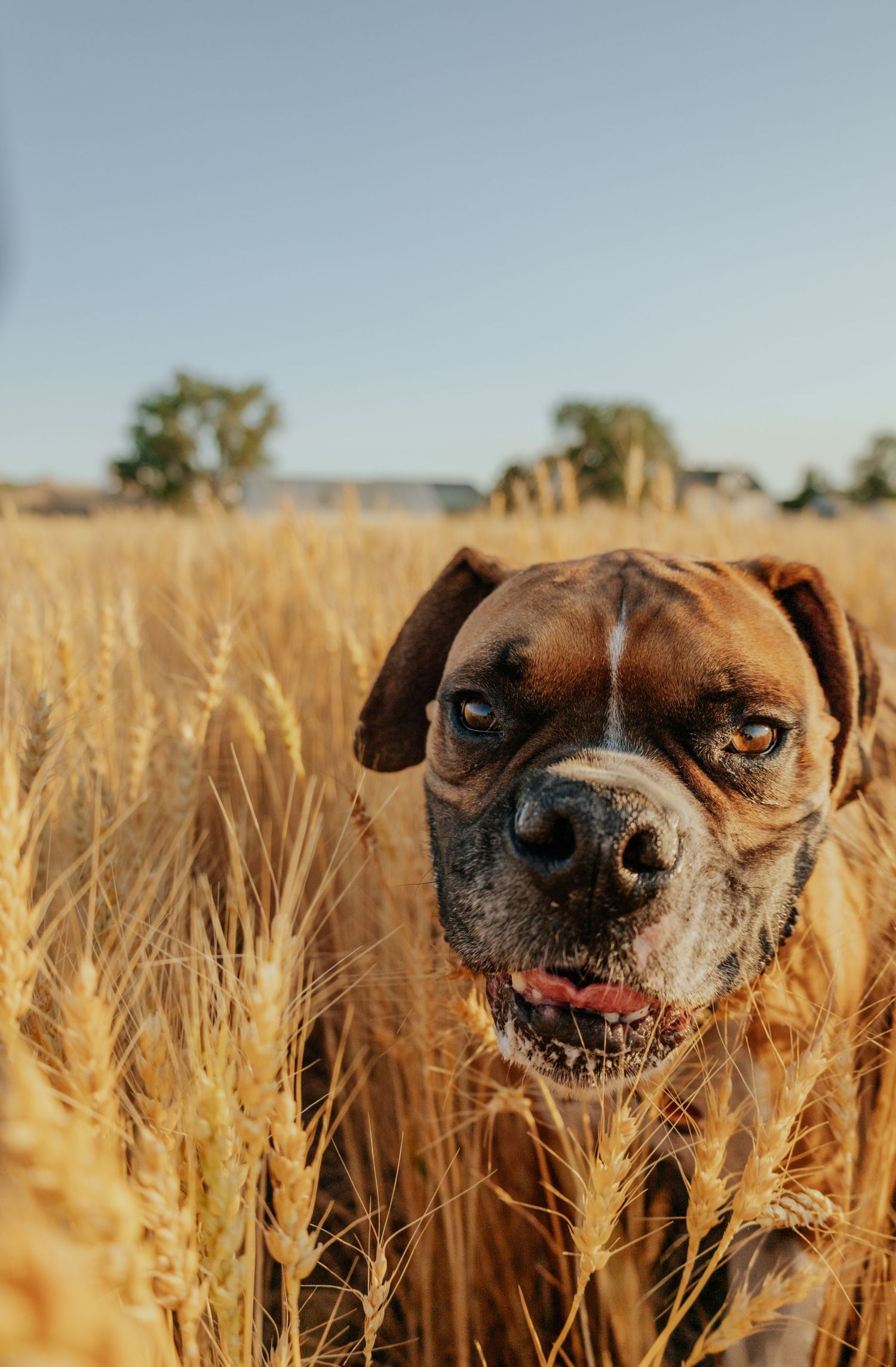 Close up of a smiling brown dog's face in a golden wheat field during sunset.