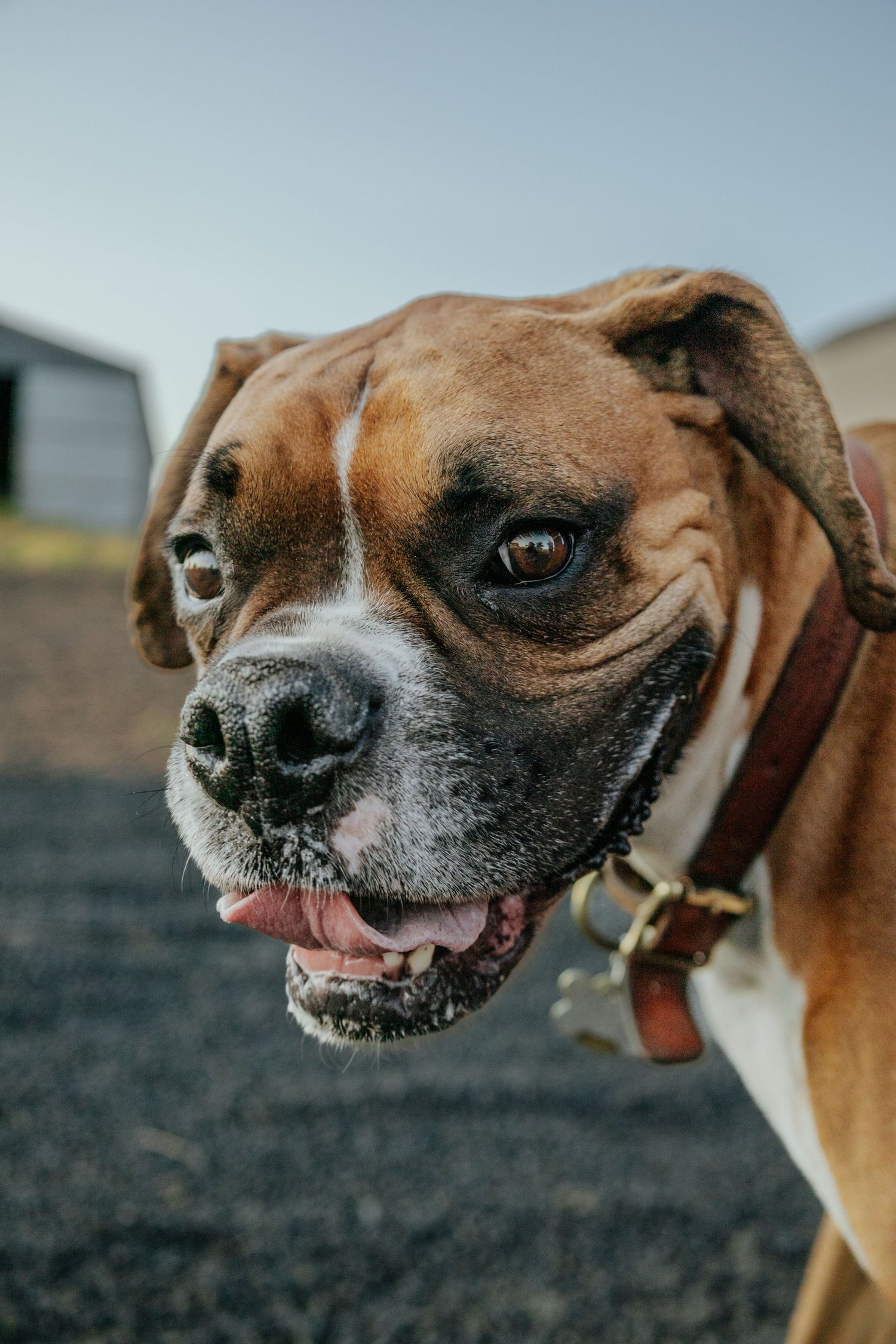 Close-up sequence of a boxer dog's face showing different angles and expressions with a leather collar.