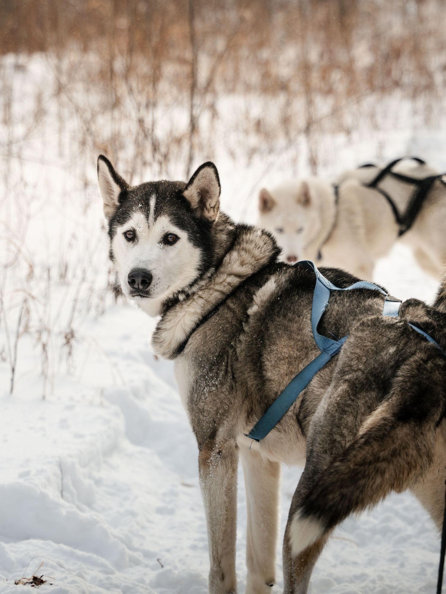 Line of harnessed husky sled dogs standing attentively in deep winter snow.