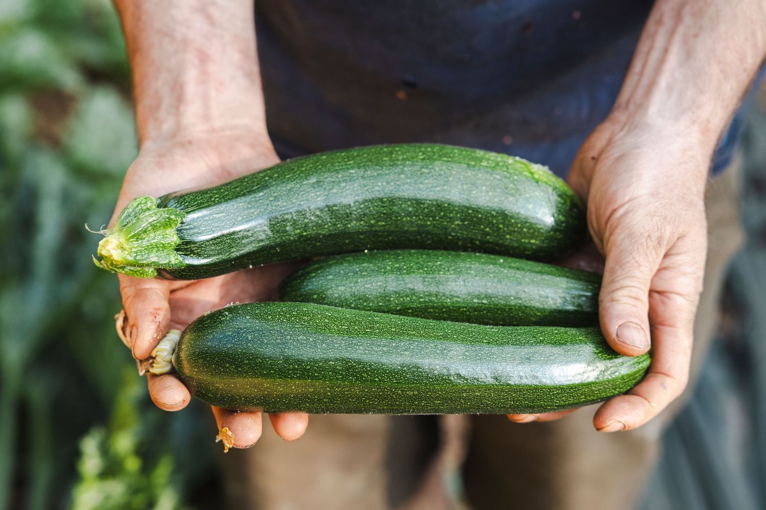 Hands holding freshly harvested long green zucchini squash from a garden.