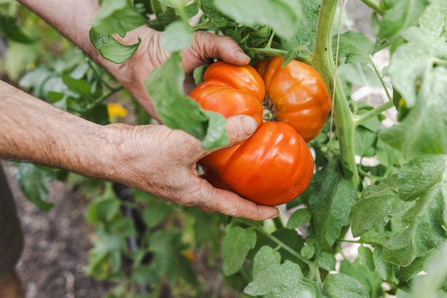 Hands gently holding fresh ripe red tomatoes growing on a vine among green leaves in a garden.