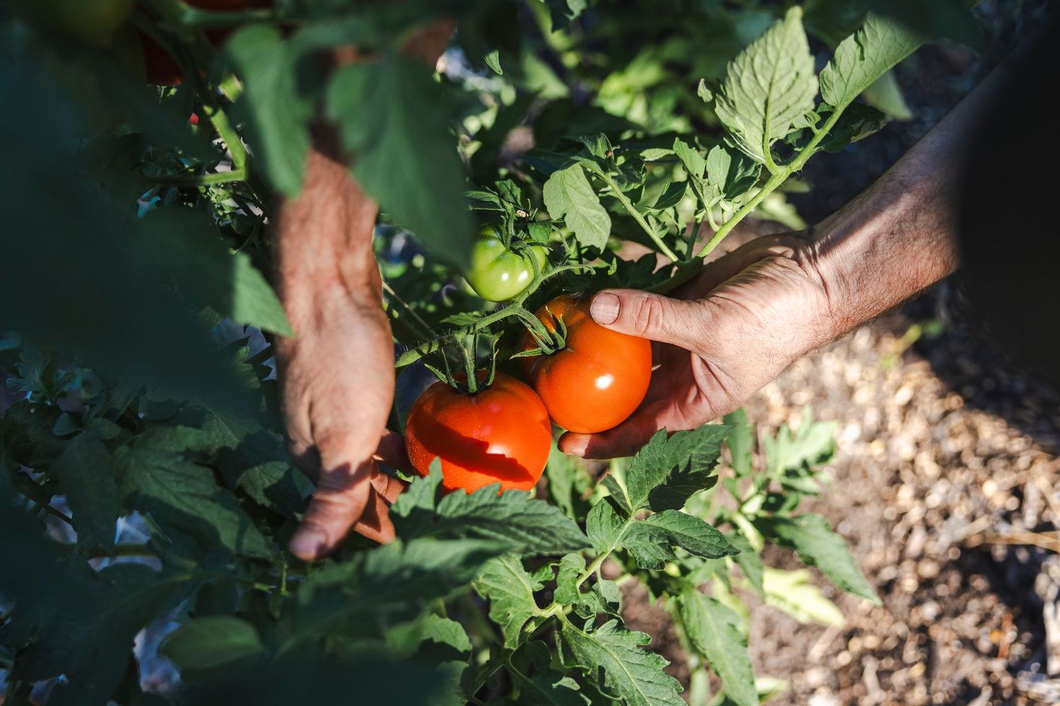 Weathered hands carefully picking ripe red tomatoes from a lush green garden plant in sunlight.