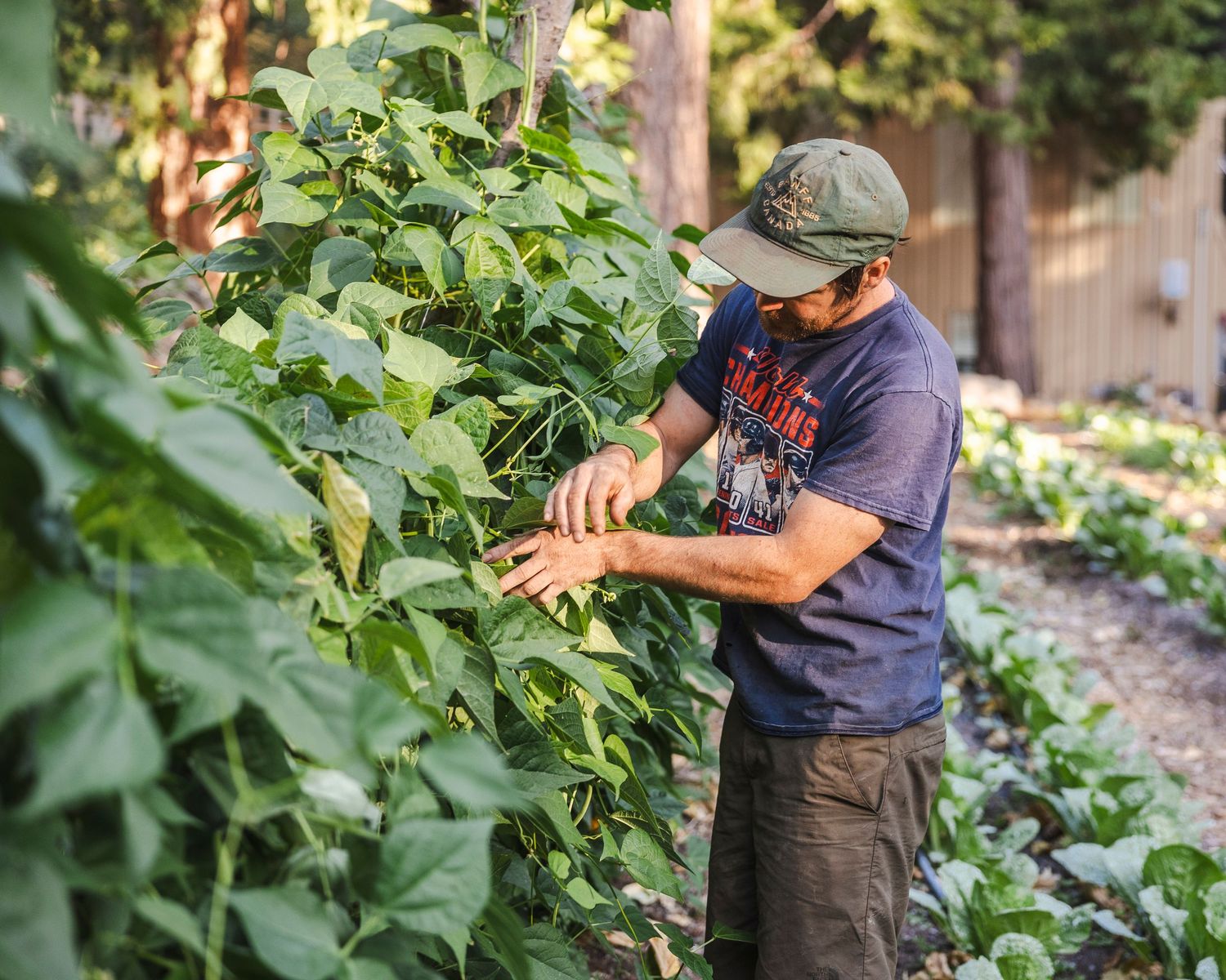 A person wearing a hat and apron tends to lush green plants growing in a garden setting.