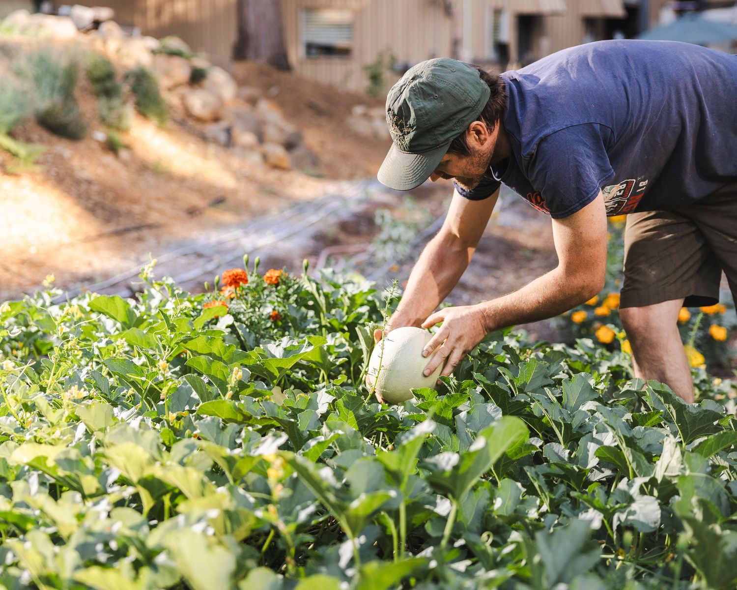 Hands carefully harvesting fresh organic produce from lush green garden rows in bright sunlight.
