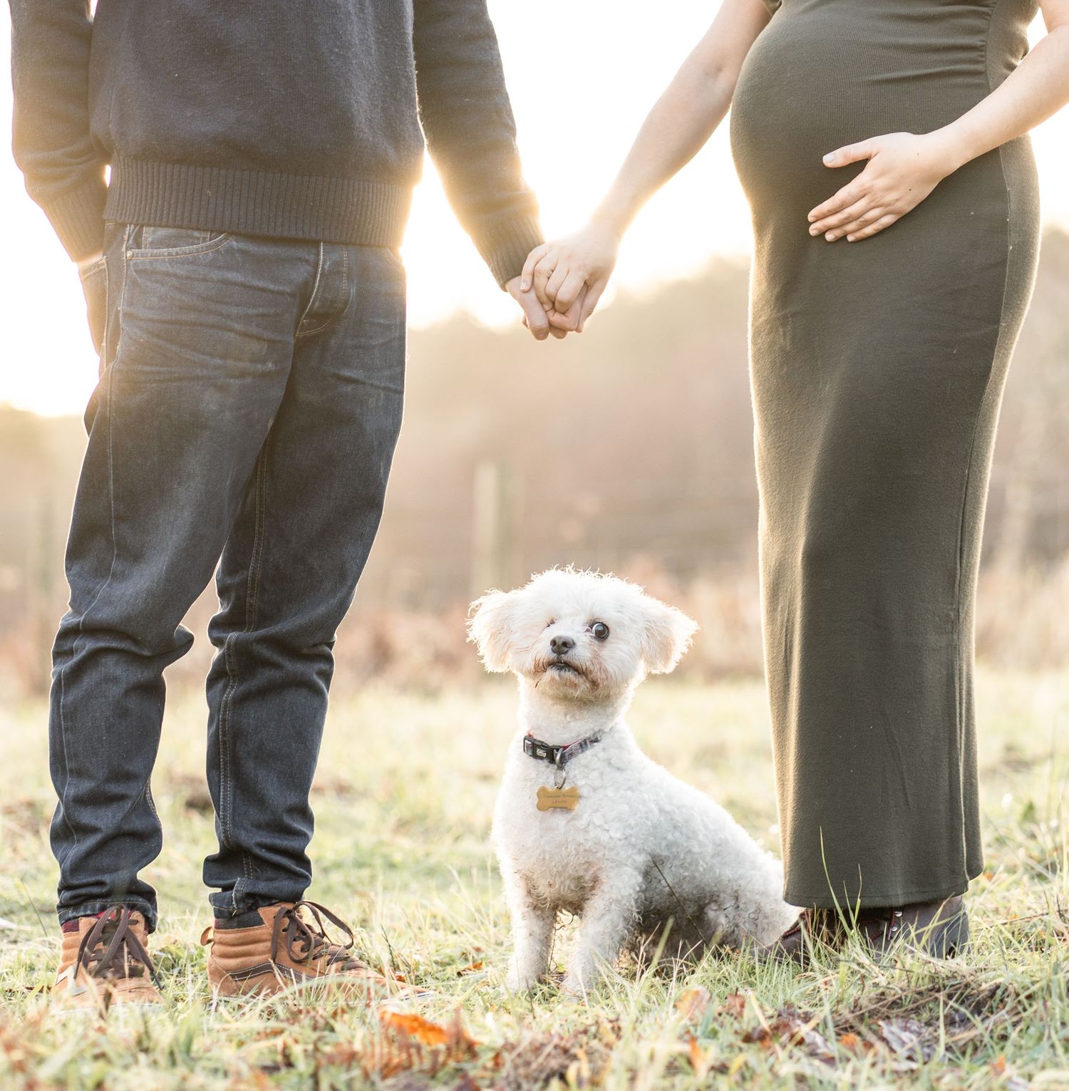 Small white dogs standing with people's legs in a sunlit field during golden hour.