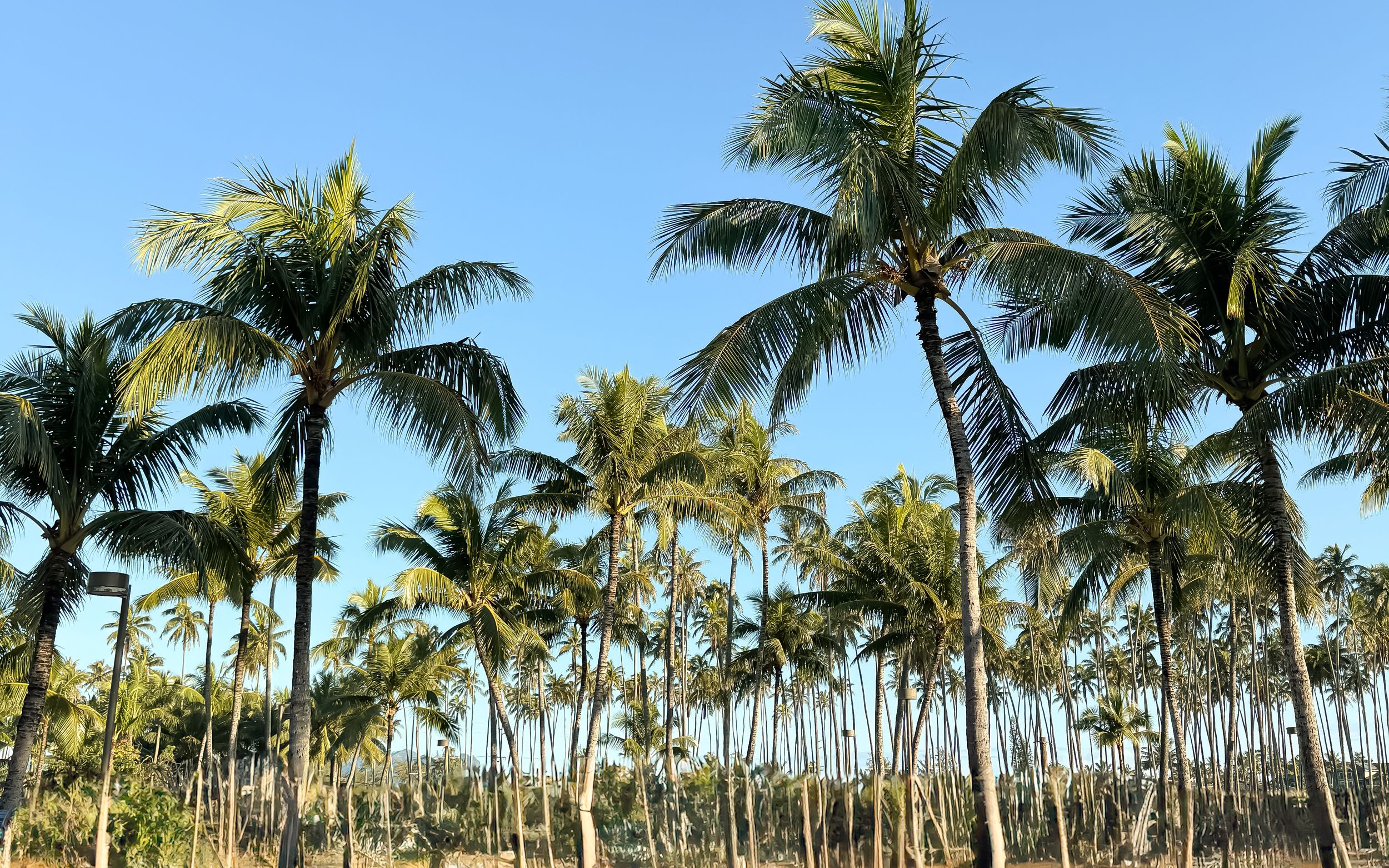 Panoramic view of tall palm trees lining a tropical beach under bright blue sky and sunshine.