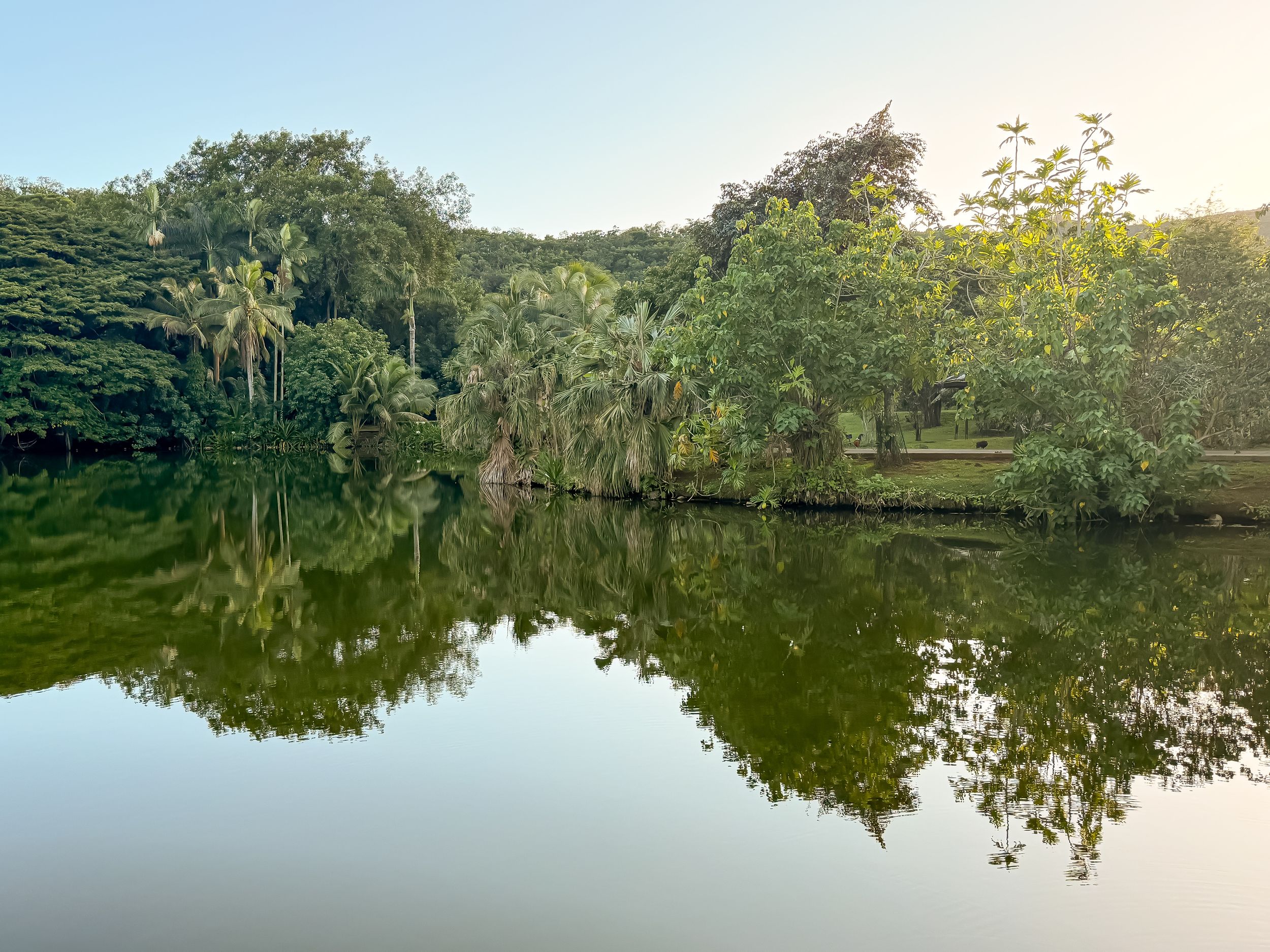 A tranquil lake reflects lush green trees and palm fronds along its shoreline during golden hour.