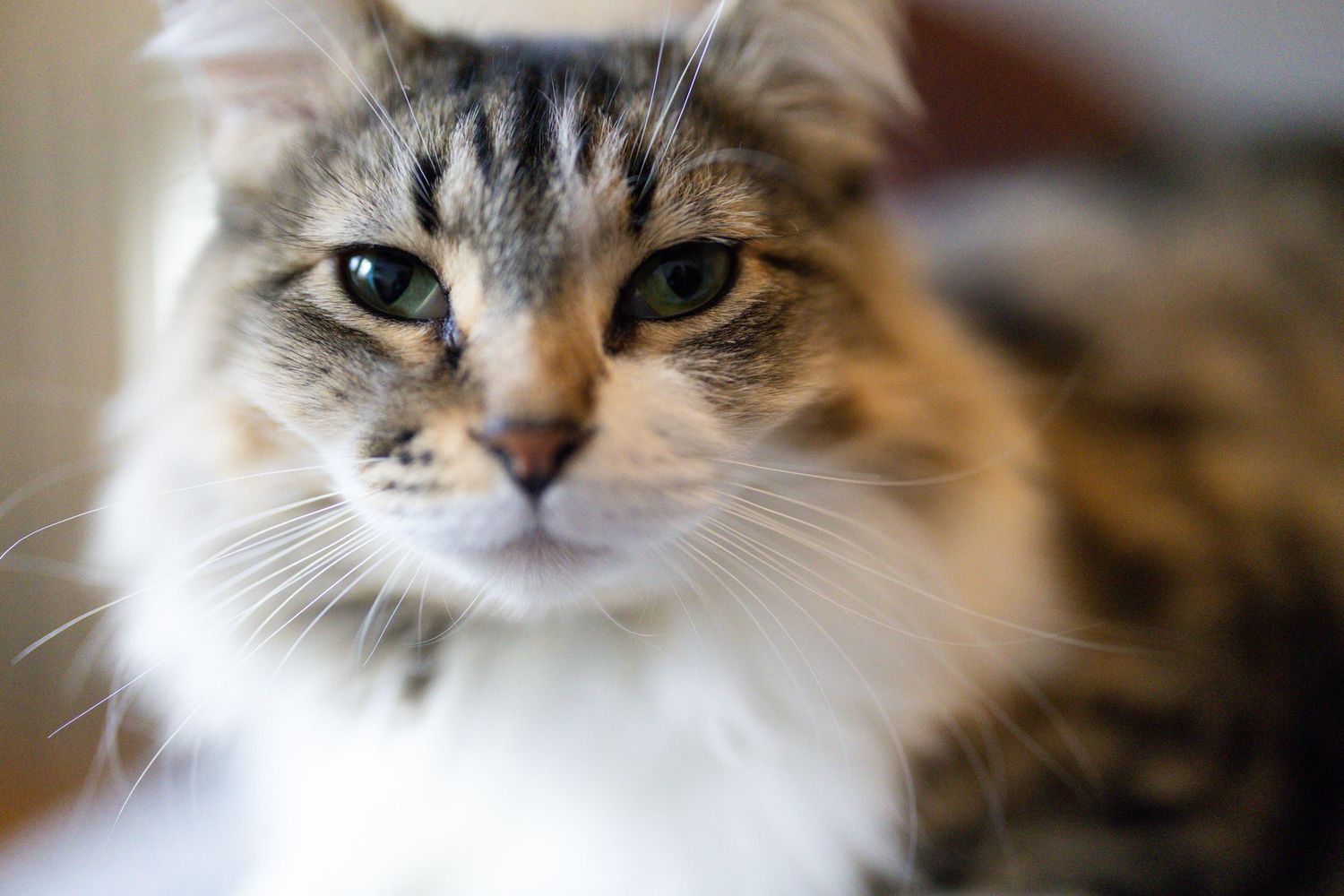 Close up of cat