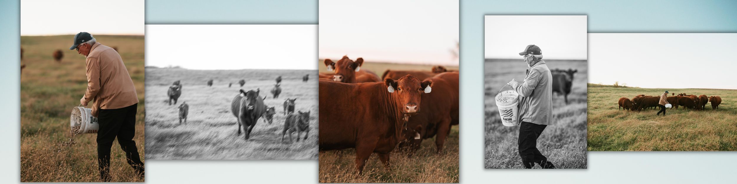A collection of black and white photographs showing various ranch and farming scenes arranged in a horizontal strip.
