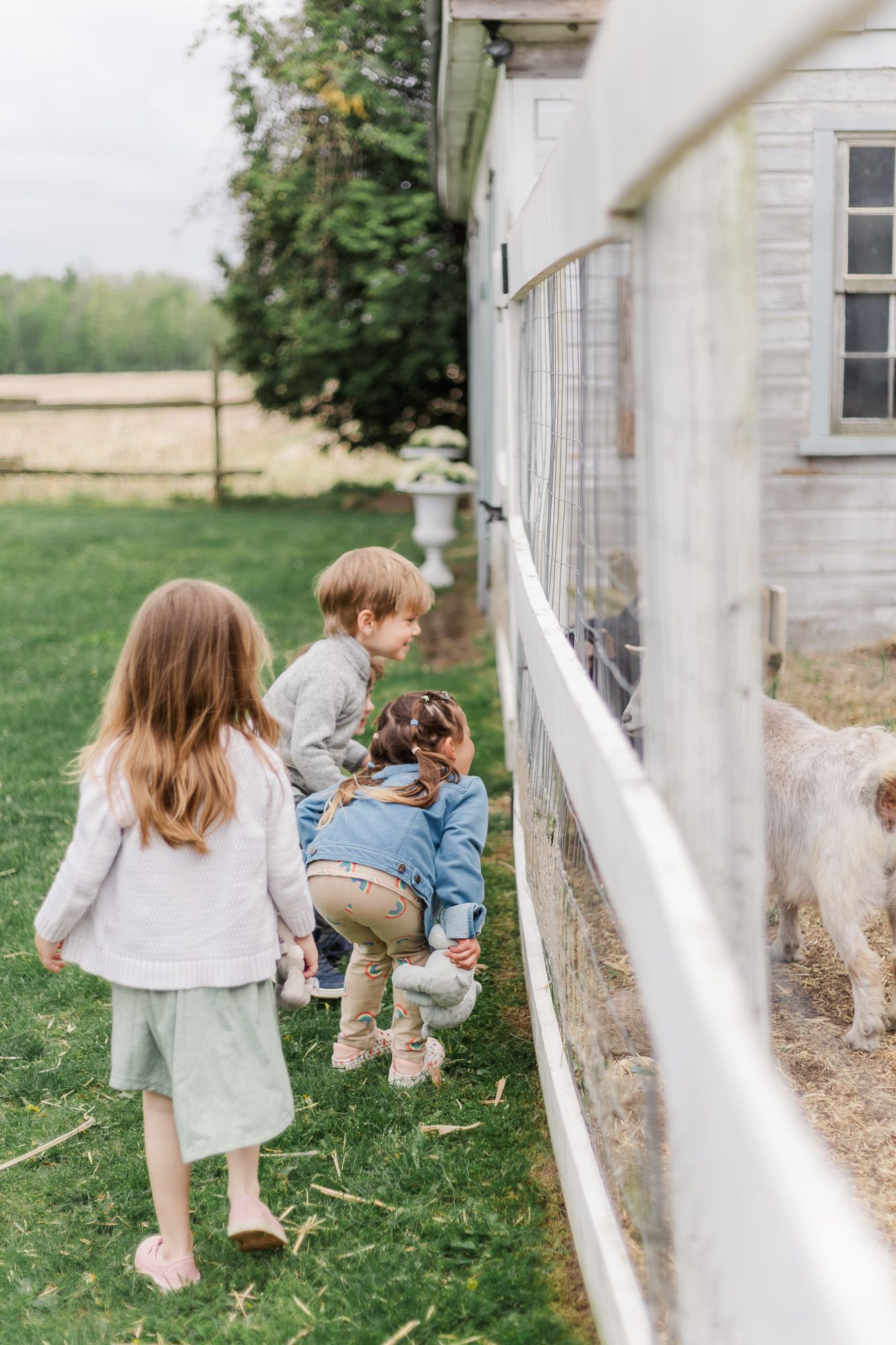 Children looking at farm animals through a white fence on a sunny day at the white countryside property in waterford ontario.