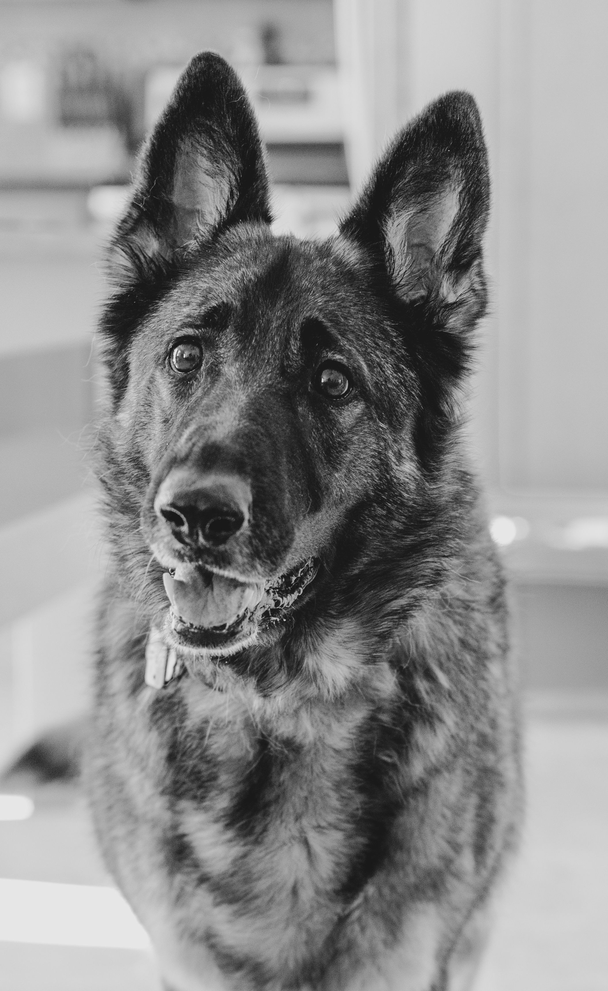 Professional outdoor pet photography in Southwestern Pennsylvania