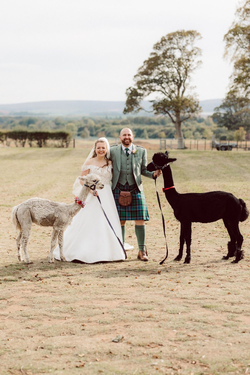 A couple in wedding attire poses with alpacas and llamas in a rustic outdoor field setting.