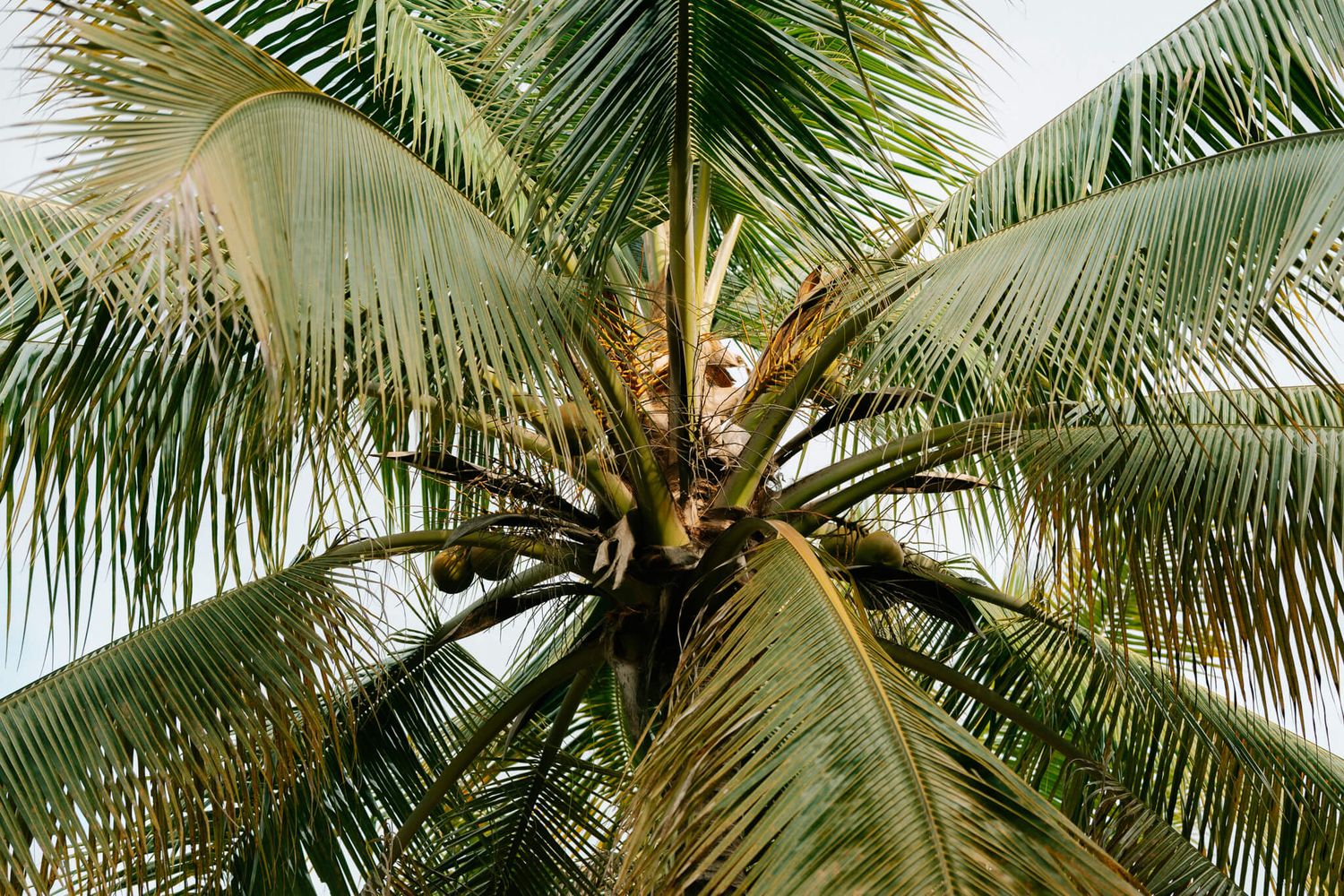 palm tree in guanacaste