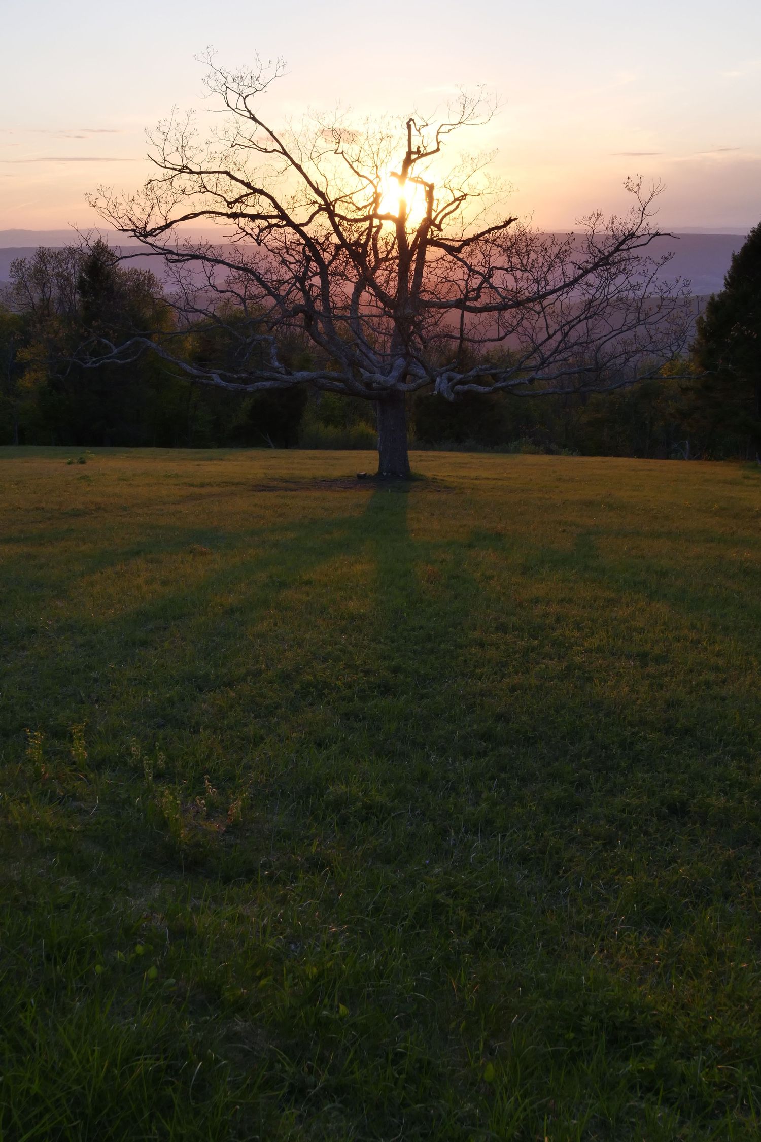 Lone pine tree over rock cliffs at Ravens Roost overlook Blue Ridge Parkway Virginia