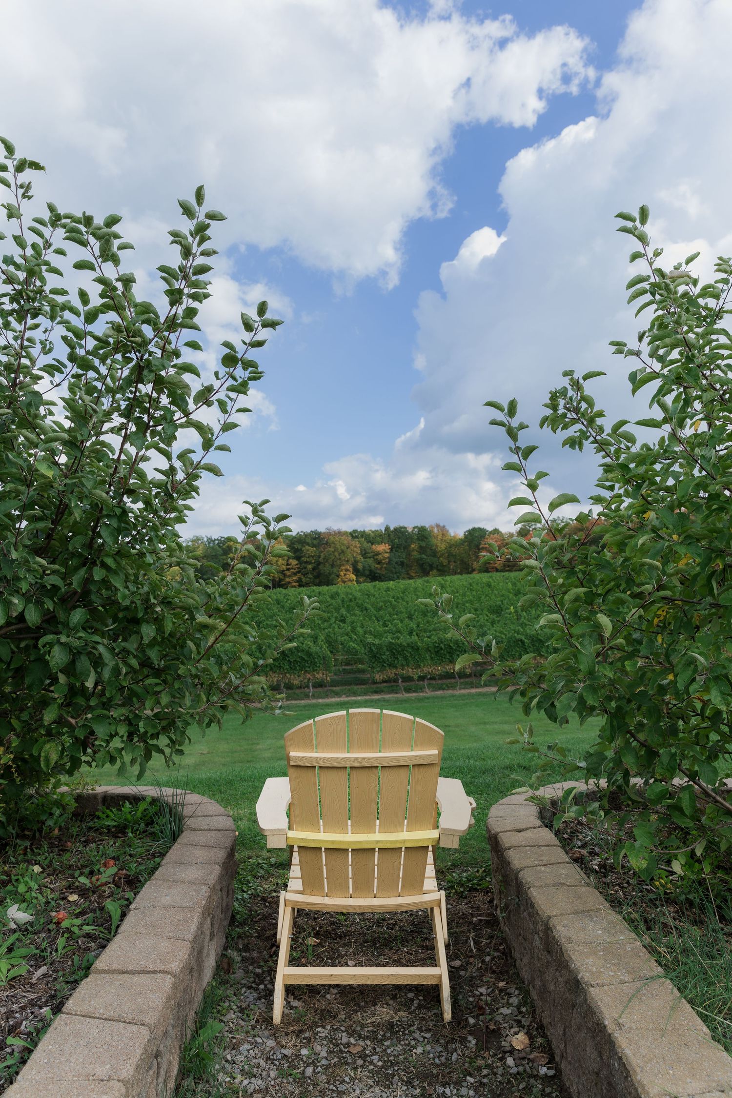 Adirondack chair overlooking vineyard landscape with trees framing the peaceful view at Vineland Estates Winery.