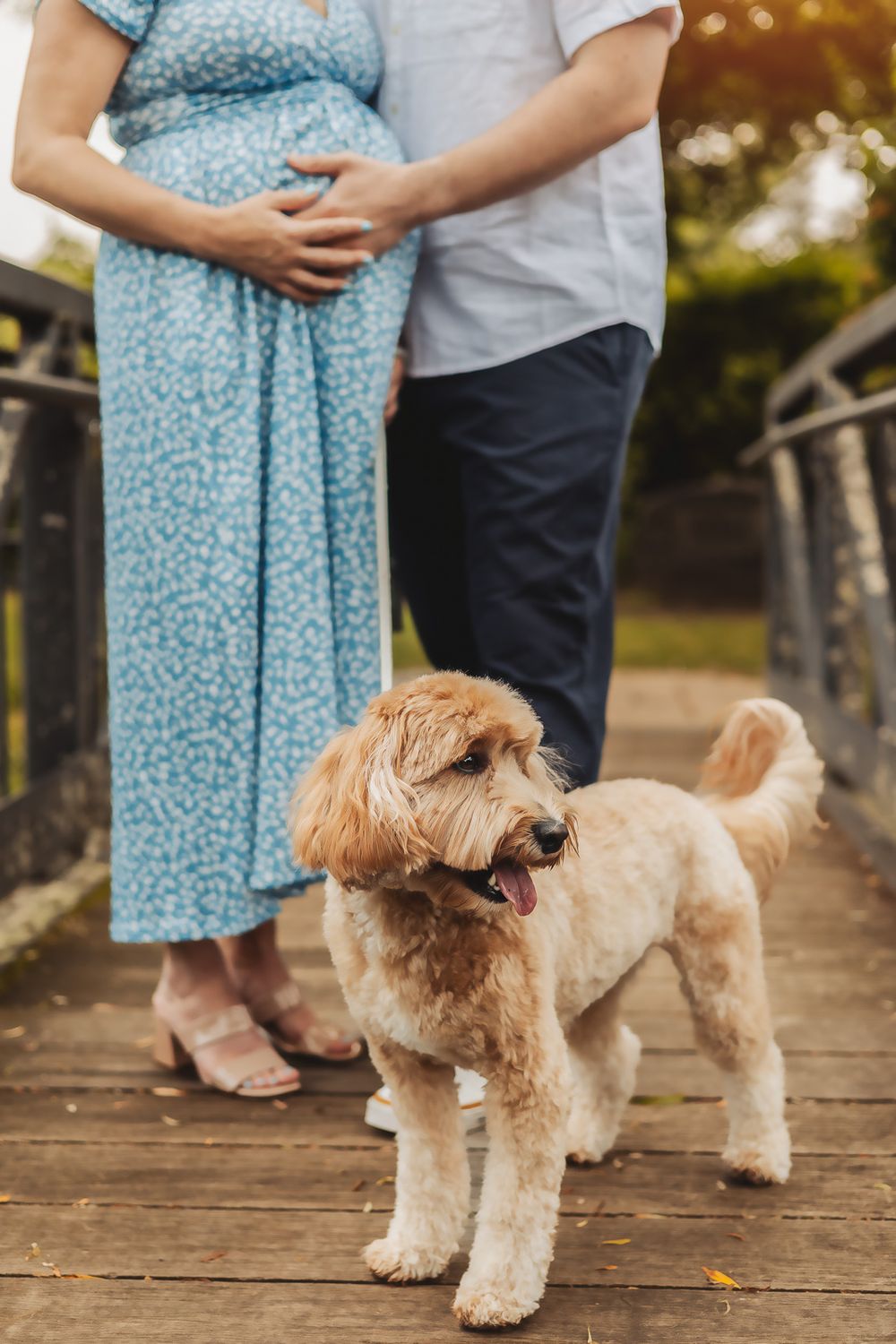 A fluffy goldendoodle dog wearing sunglasses stands on a wooden deck while owners in casual attire are visible in background.