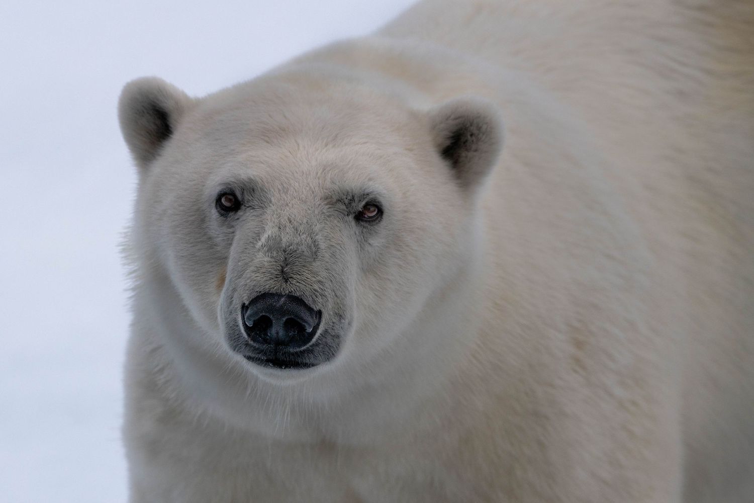 Close-up portrait of a polar bear's face showing its distinctive black nose and white fur against a light background.