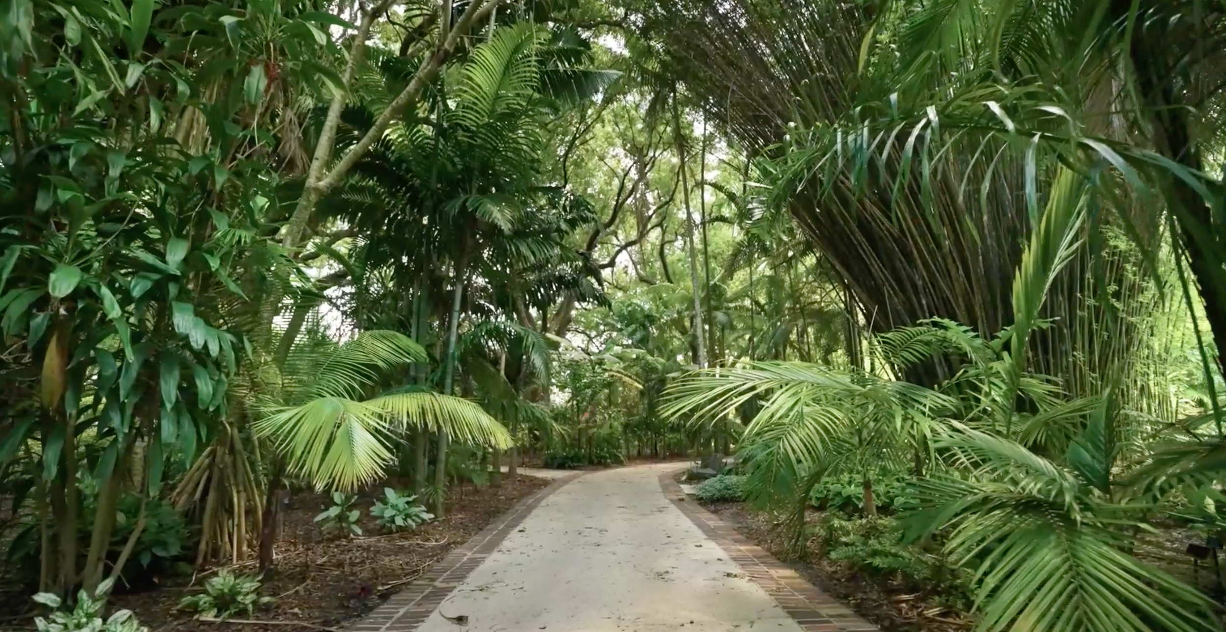 A winding pathway through a lush tropical garden with palm trees and dense foliage.