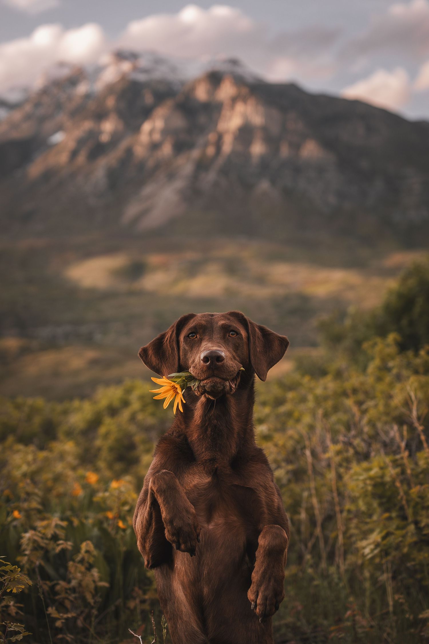 Chocolate lab in the Utah Mountains holding a flower