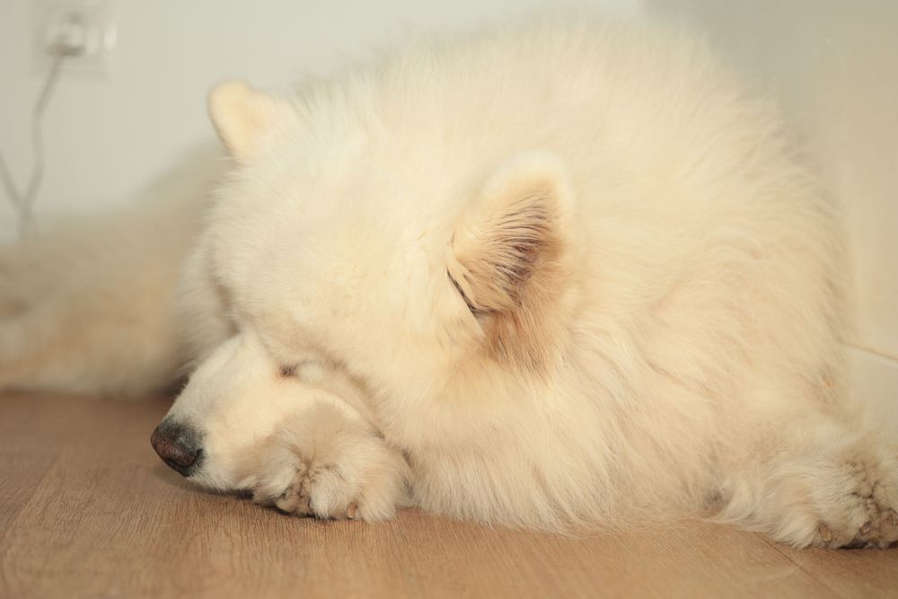 Adorable perro blanco esponjoso durmiendo plácidamente en el interior sobre un cálido suelo de madera transmitiendo comodidad y tranquilidad