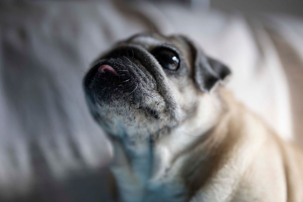 Adorable cachorro de pug con grandes ojos y una pequeña lengua rosada asomando, mirando hacia arriba con inocente curiosidad y encanto.