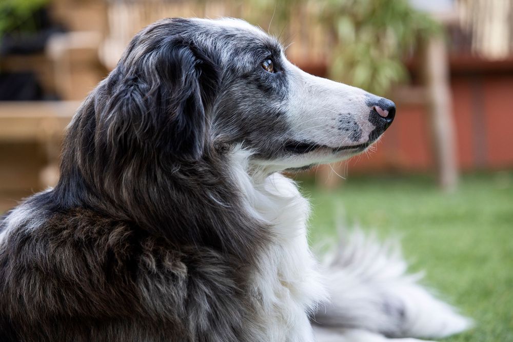 Perro de pelo largo posando en jardín exterior. Retrato canino en exterior por Daniel Giménez fotógrafo en Barcelona.