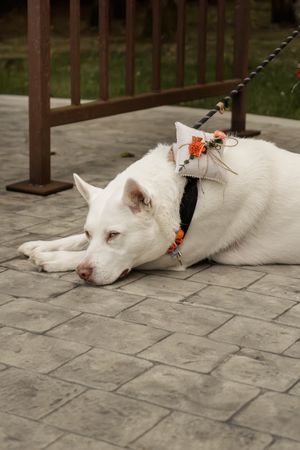 A white dog wearing wedding attire lies on stone pavement during a ceremony.