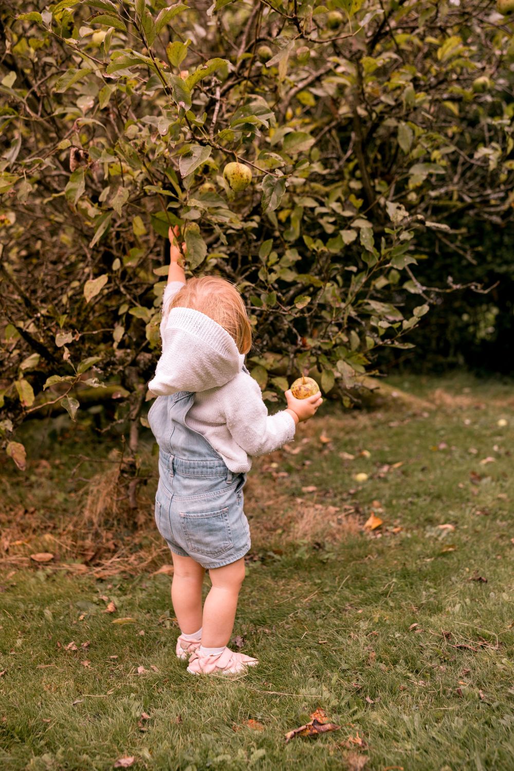 Séance photo enfant en pleine nature à Rhode-Saint-Genèse. Cueillette de pommes. Lumière naturelle et authenticité