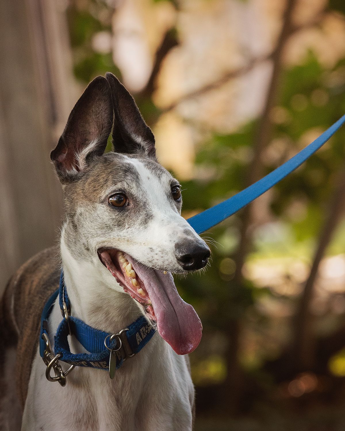A closeup of greyhound dog in profile view.
