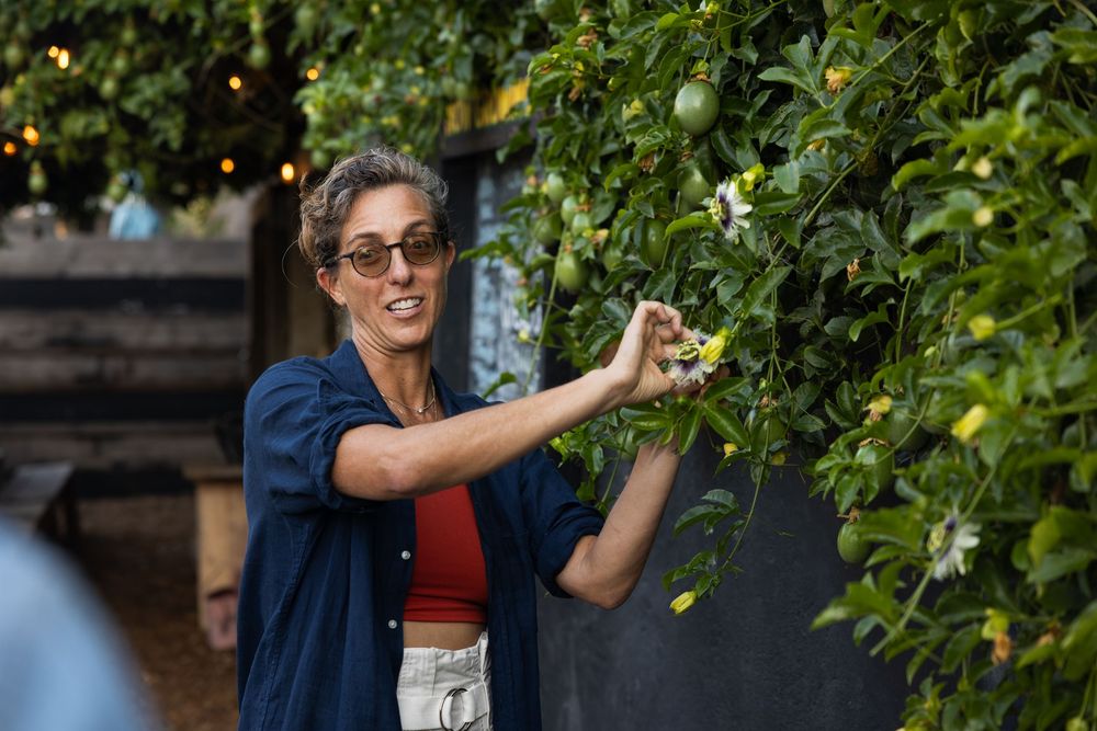 Person examining plants in a garden during golden hour.