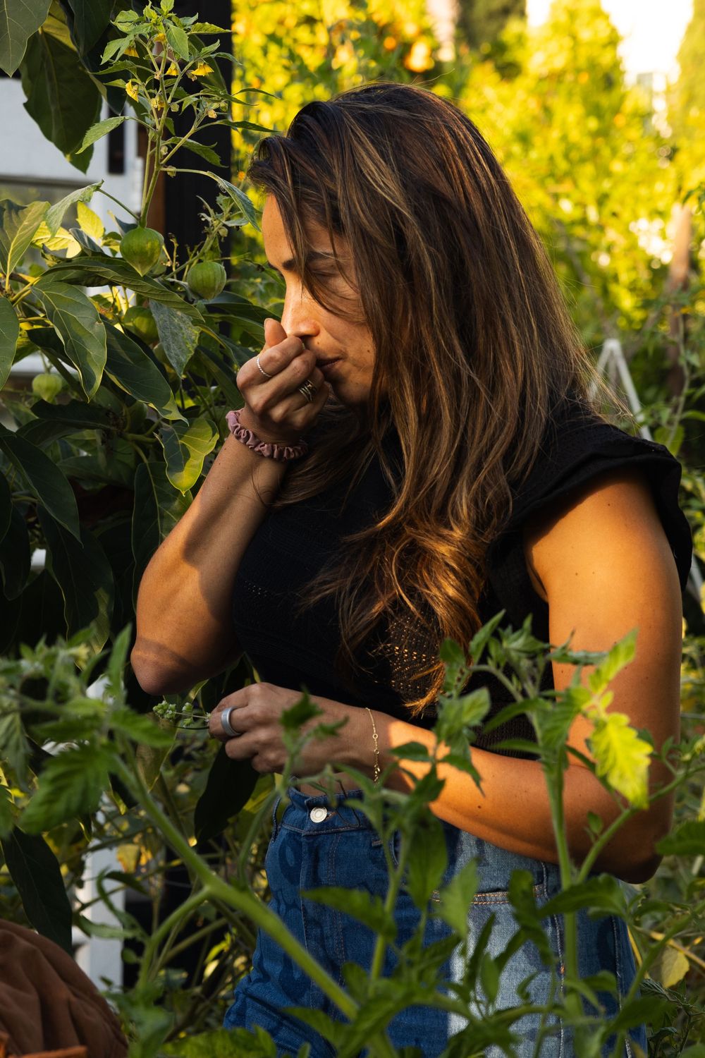 Silhouette of someone picking fruit among green leaves at sunset.