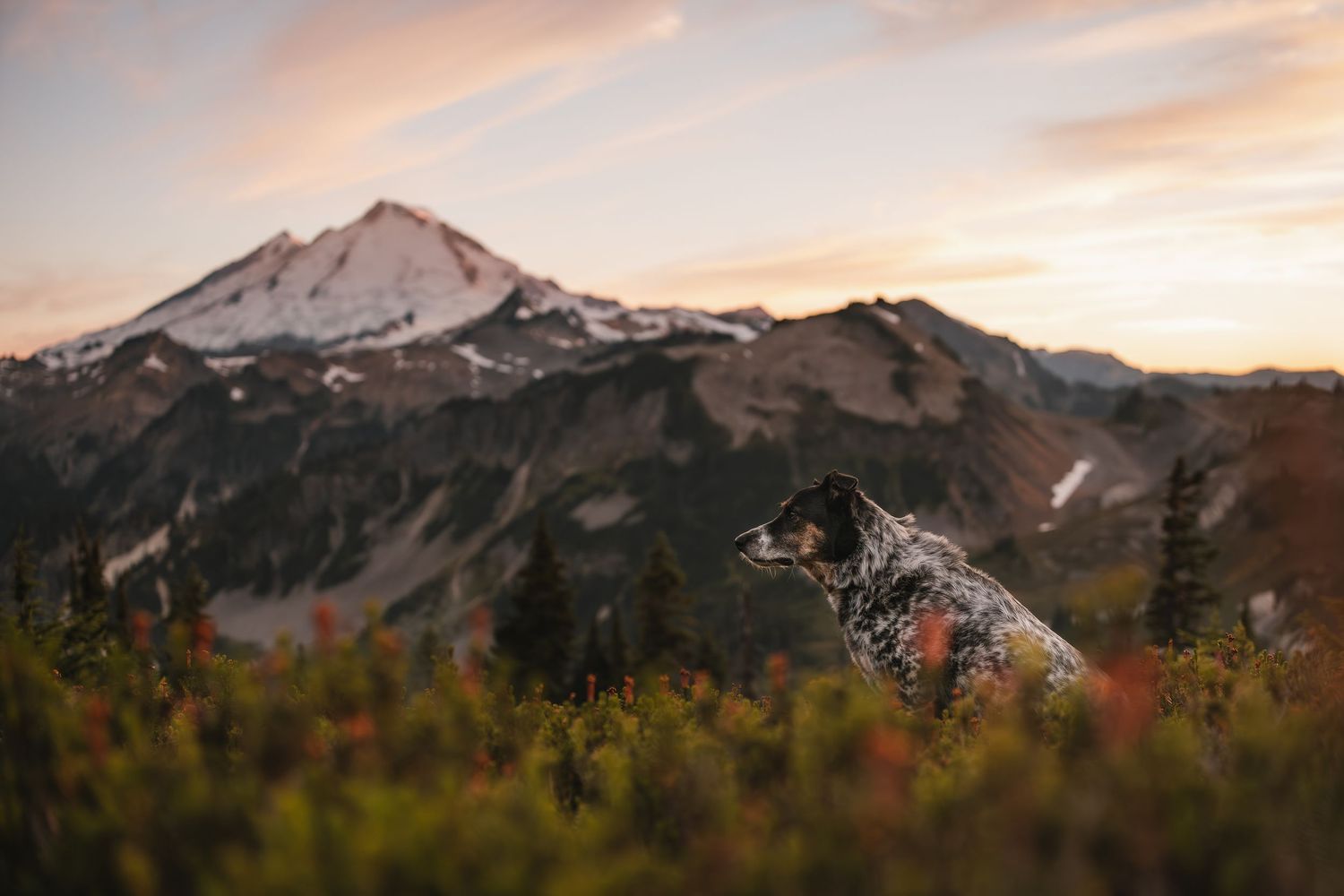 Heeler dog at Mt Baker