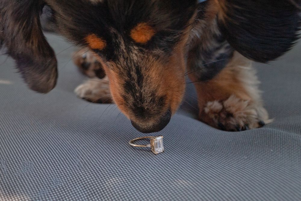 A small Rottweiler puppy plays and chews on a blue toy while lying on a gray mat.