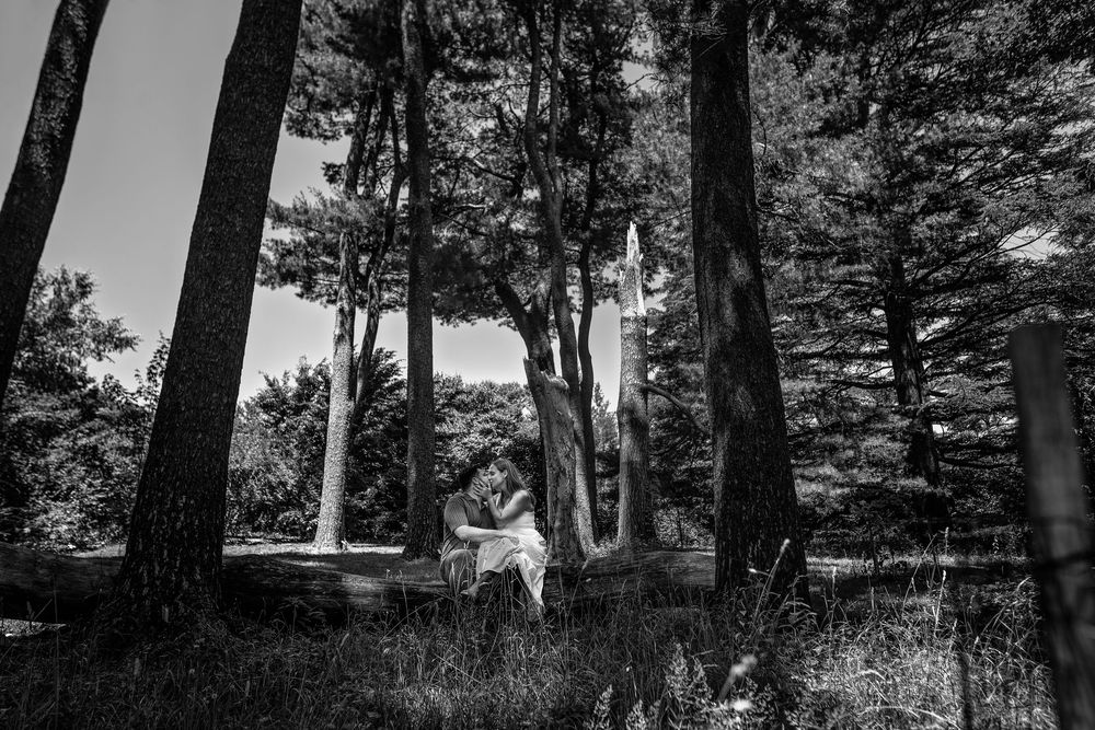 A black and white forest landscape with tall trees casting shadows on a winding path through the woods.