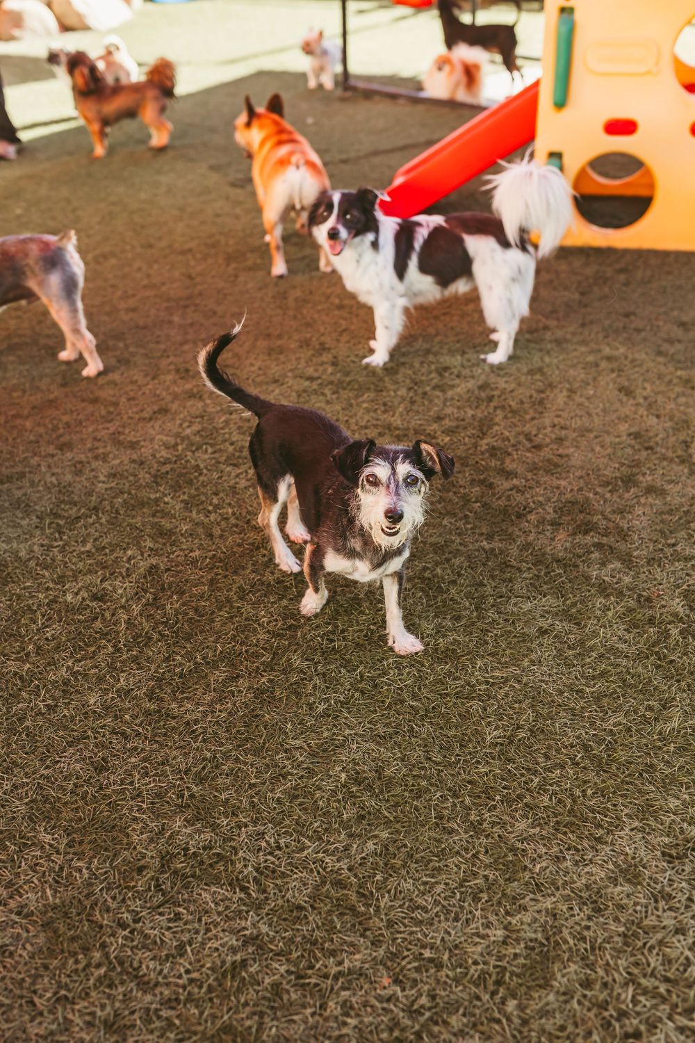 Small brown and white dog playing on grass in a dog park setting.